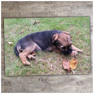 Fußmatte mit eigenem Foto zum Beispiel ein Hundewelpe